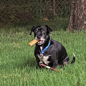 Meet your Posher, Jackson